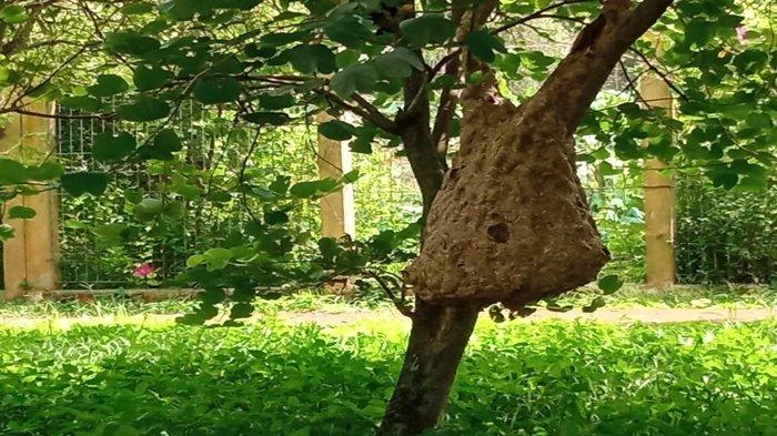 Tak Perlu PBK atau Basarnas, Pengelola JSC Palembang Akui Ahli untuk Memusnahkan Sarang Tawon Vespa