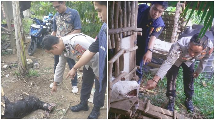 HEBOH 3 Ekor Kambing Warga Desa Beringin Muara Enim Mati Mendadak, Diduga Serangan Binatang Buas