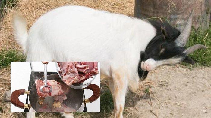 Torpedo Organ Intim Kambing Bikin Pria Perkasa di Ranjang Diburu saat Kurban, Ahli Ungkap Fakta Lain