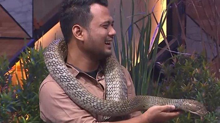 Ular King Kobra Buat Luna Maya Panik Ketakutan, Peliharaan Panji Petualang Buat Satu Studio Heboh