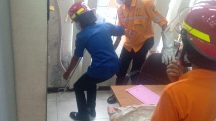 Pegawai Wanita Histeris Ular Masuk Kantor Pemkot Prabumulih, Kobra Kuning Sempat Dikira Ular Daun