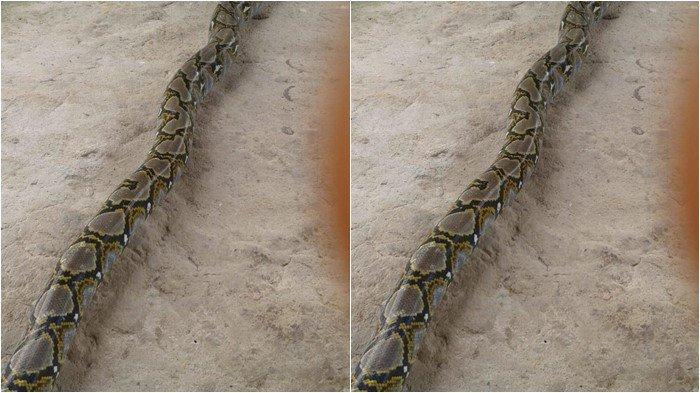 Ular piton sepanjang tiga meter saat ditangkap warga di Kelurahan Saribungamas, Lahat. 