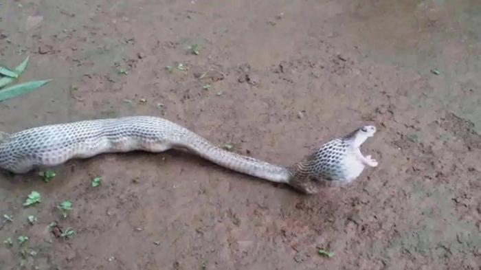 VIDEO: Terekam Kamera, Lihat Apa yang Dimuntahkan Oleh Ular Kobra ini