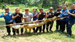 Buaya-di-Musi-Rawas-ditangkap.jpg