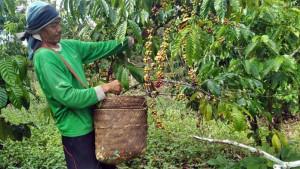 Dari-dua-sungai-di-Muaradua-lahir-Kopi-Saka-Selabung-cita-rasa-autentik-dari-OKU-Selatan.jpg