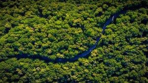 Hutan-Amazon-Diserbu-Rating-Satu.jpg