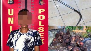 Nekat-Panen-Liar-Pria-di-PALI-Ditangkap-Saat-Curi-Puluhan-Tandan-Sawit.jpg