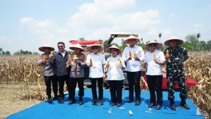Panen-Raya-Jagung-Serentak-RI-di-Bunga-Mayang-OKUT.jpg