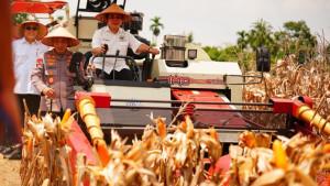 Panen-Raya-Jagung-di-OKU-Timur.jpg
