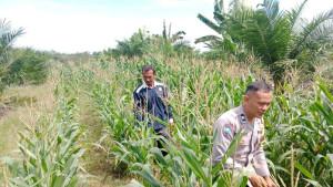 Periksa-Pertumbuhan-Jagung.jpg