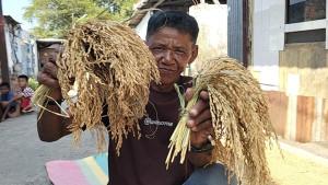 Petani-Padi-di-Palembang-22.jpg