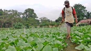 Sriyanto-saat-menyiram-pupuk-ke-tanaman-sawi-untuk-penyuburan-1.jpg