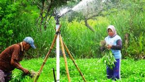 Sungkono-bersama-istri-Yatinah-memanen-kangkung.jpg