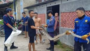 Tangkap-Ular-Sanca-Talang-Keramat-2.jpg