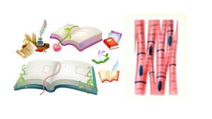 gambar-25-soal-IPAS-STS-1.jpg