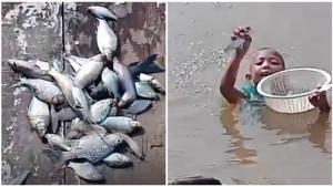 ikan-mabok-di-sungai-musi-sungai-lais.jpg