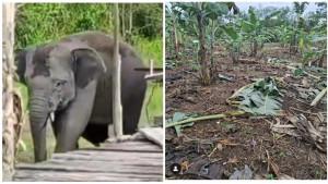 kebun-pisang-dirusak-gajah.jpg