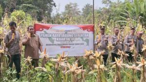olsek-Lembak-Polres-Muara-Enim-melaksanakan-kegiatan-panen-jagung.jpg