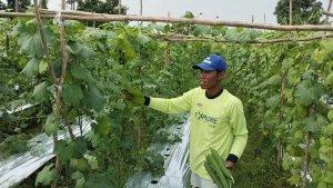 petani-sayur-gambas.jpg