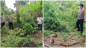 tulang-manusia-ditemukan-di-kebun-pisang-OKU-selatan.jpg