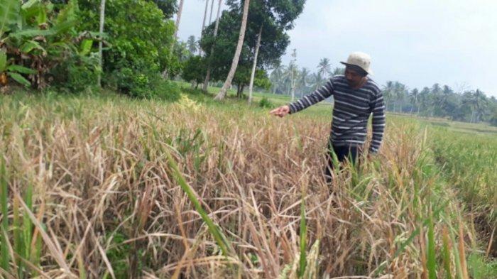 5-cara-pengendalian-hama-wereng-pada-tanaman-padi-tingkatkan-produktivitas-padi-pakai-musuh-alami.jpg