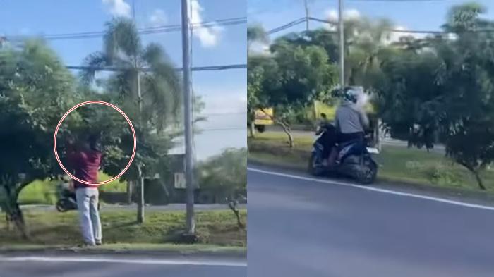 Buah Kelengkeng di Median Jalan Noerdin Pandji Palembang Viral 'Dicuri' Warga, Ada yang Masih Mentah