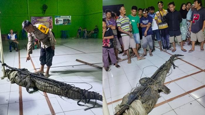 Buaya-katak-sepanjang-3-meter-ditangkap-warga-Desa-Tanjung-Bulan.jpg