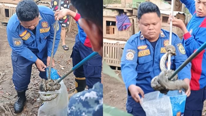 Petugas Damkar PALI Evakuasi Ular Sanca 3 Meter yang Sembunyi di Kandang Ayam, Sempat Berontak!