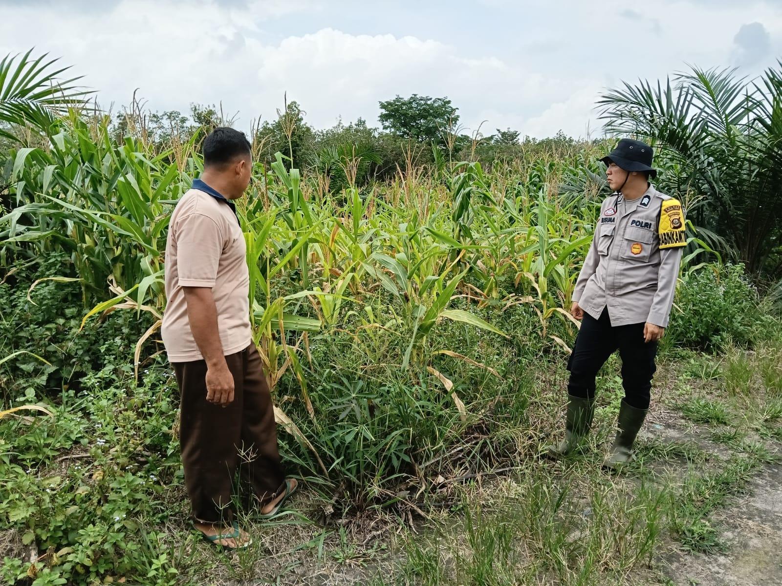 Dukung-Ketahanan-Pangan-Polsek-Gelumbang-Cek-Progres-Jagung-di-Desa-Karang-Endah-Muara-Enim.jpg