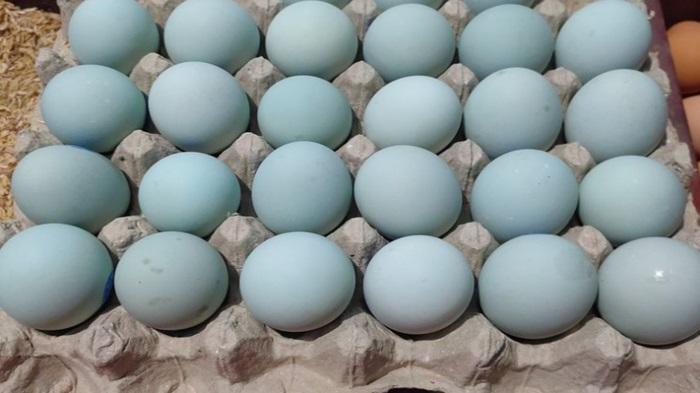 Harga-Telur-Bebek-di-Palembang.jpg