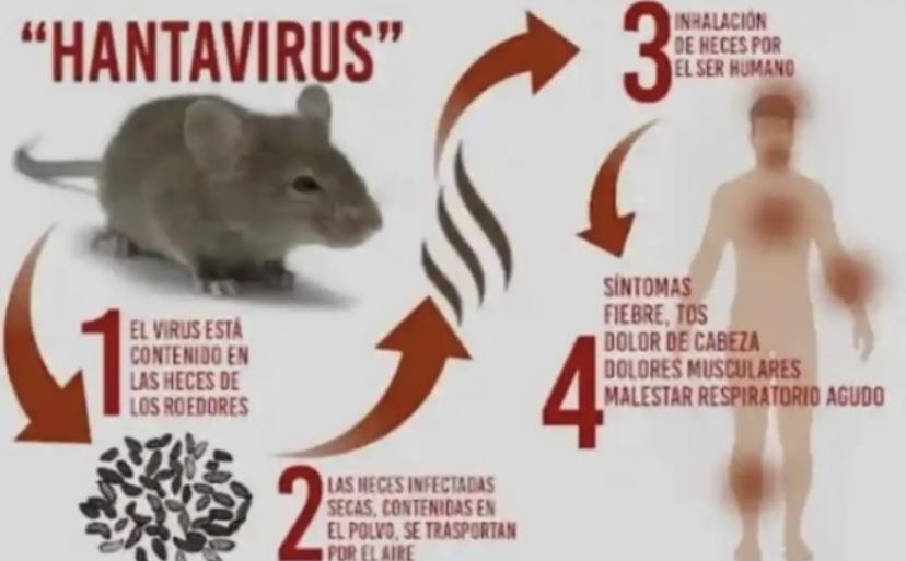 Heboh-Hantavirus-Terdeteksi-di-Indonesia-Ditularkan-dari-Tikus-ke-Manusia-Gejala-Mirip-Flu-dan-DBD.jpg