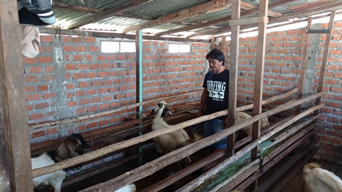 Herman-saat-menunjukkan-kambing-qurban-dikandang-bosnya-di-kelurahan-Jawa-Kanan-SS.jpg