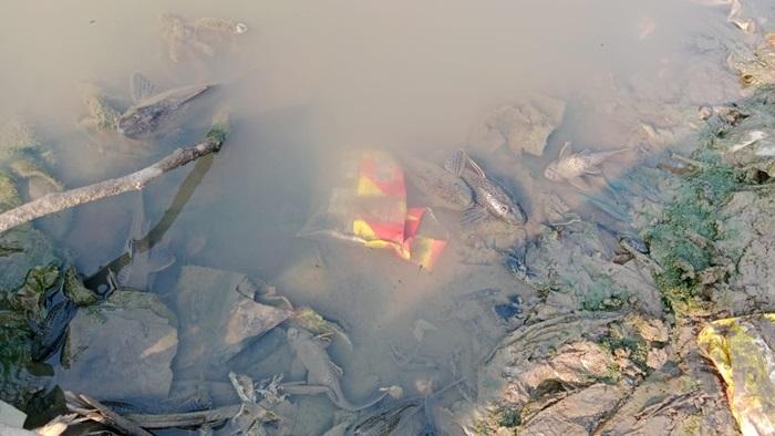 Ikan-Mati-di-Sungai.jpg