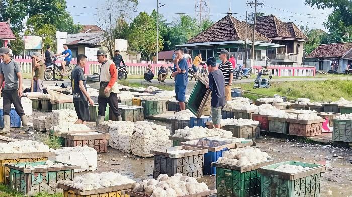 Harga Karet di Sumsel Naik 4 Hari Beruntun, Tembus Rp39 Ribu per Kilo, Petani Diminta Jaga Kualitas - Sripoku.com