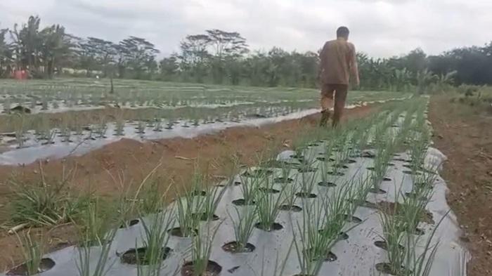 Kebun-Bawang-Merah-Lahat.jpg