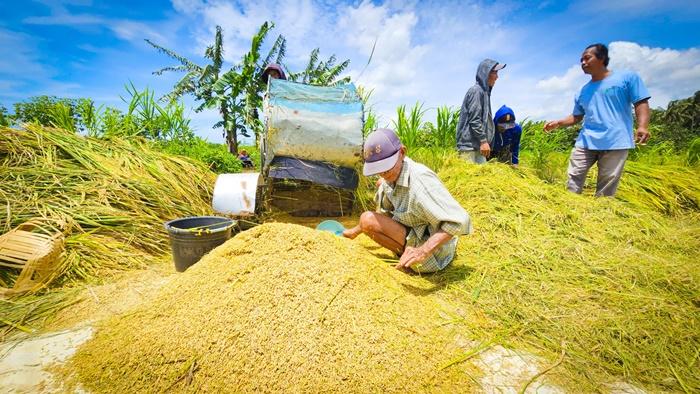 Harga Gabah di Kulonprogo Anjlok di Bawah HPP, Petani Menuntut Intervensi Bulog