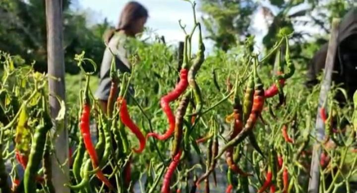 Petani-cabai-di-Kabupaten-Banyuasin-berharap-harga-cabai-bisa-naik.jpg