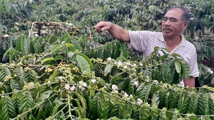Jelang Libur Natal dan Tahun Baru, Harga Kopi di OKU Selatan Sumsel Turun Rp 1.000