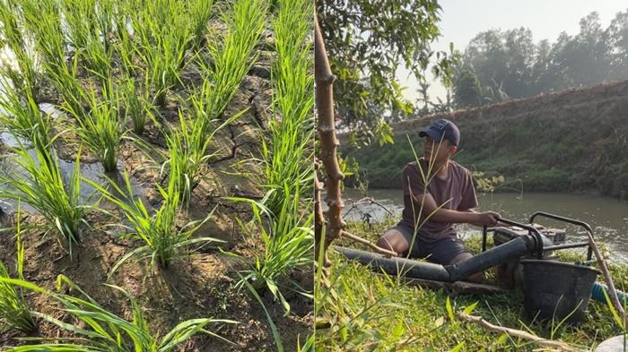Sawah Mulai Retak, Petani OKU Timur Rogoh Kocek hingga Rp1 Juta Demi Cegah Gagal Panen - Sripoku.com