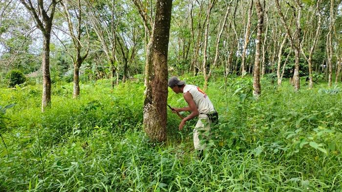 Petani-menyadap-karet-di-Musi-Rawas.jpg