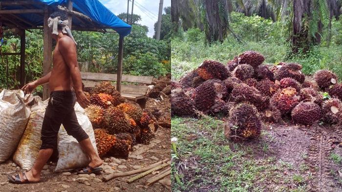 Petani-sawit-di-Kecamatan-Semidangaji-OKU-tengah-memanen-buat-sawit.jpg
