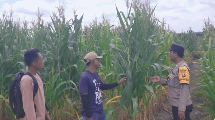 Polisi-Pantau-Pertumbuhan-jagung.jpg