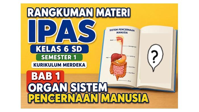 Rangkuman Materi IPAS Kelas 6 SD Semester 1 Kurikulum Merdeka, BAB 1 Organ Sistem Pencernaan Manusia - Sripoku.com