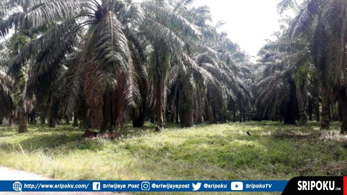 Salah-satu-lahan-perkebunan-kelapa-sawit-di-oku.jpg