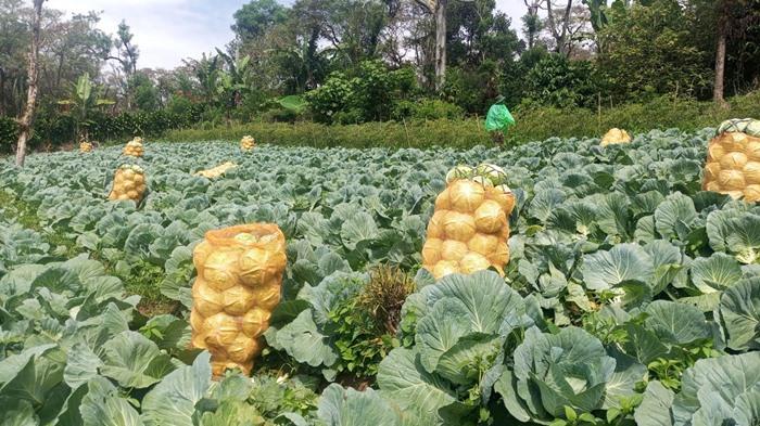 Harga Pupuk Nonsubsidi di Pagar Alam Melonjak 30 Persen, Petani Berharap Harga Sayur Tetap Stabil - Sripoku.com