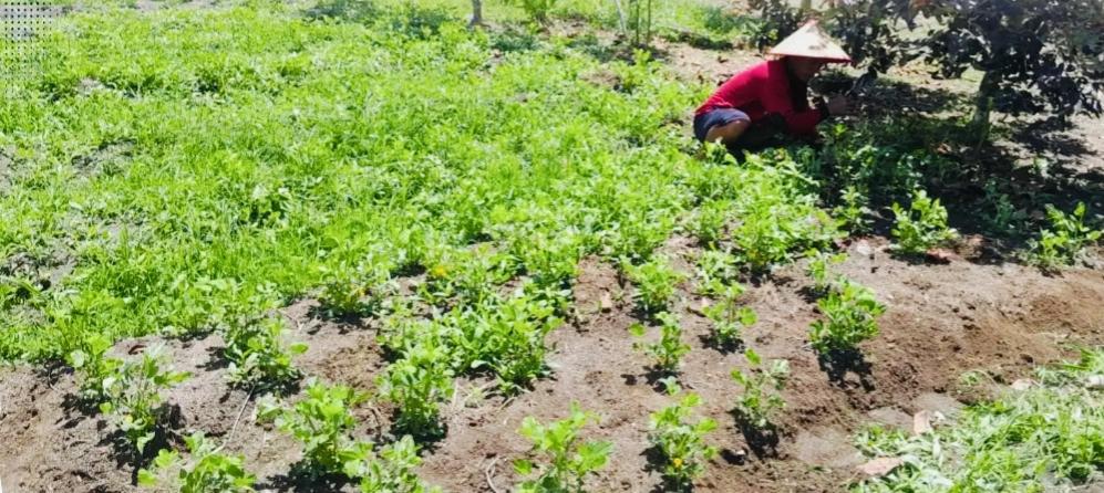 Dari Balik Jeruji Besi, Warga Binaan Lapas Kayuagung Sulap Lahan Kosong Jadi Sentra Ubi Jalar - Sripoku.com