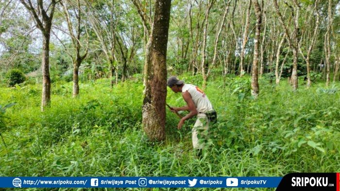 Harga Karet di Kabupaten Musi Rawas Sumsel Hari Ini Turun Lagi Jadi Rp 6.500 Per Kg, Petani Lesu