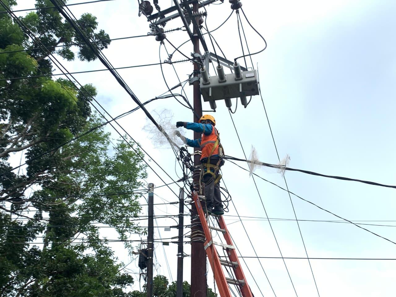 Strategi-Preventif-PLN-Amankan-Jaringan-Listrik-dari-Potensi-Gangguan-Satwa-di-Bengkulu.jpg