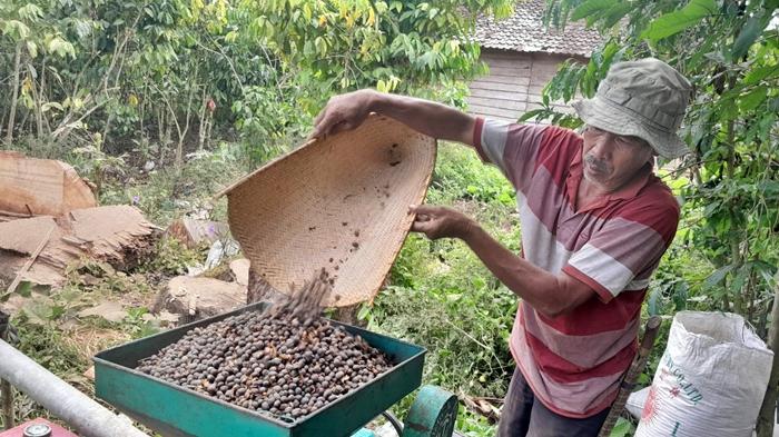 Sukiman-58-petani-kopi-di-wilayah-Kecamatan-Pulau-Beringin-OKU-Selatan-2.jpg