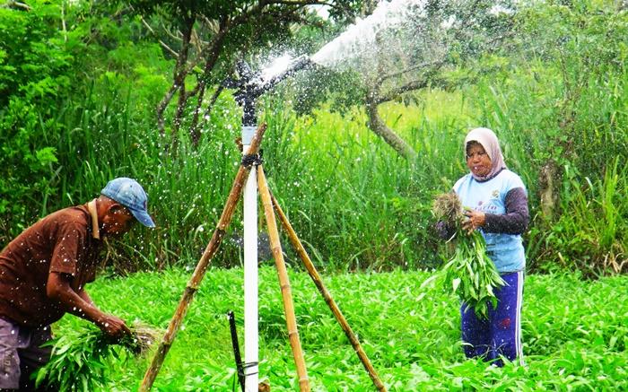 TJSL Pertamina Patra Niaga, Menyulap Jeritan Kemarau Menjadi Senandung Kemakmuran di Dusun Lima